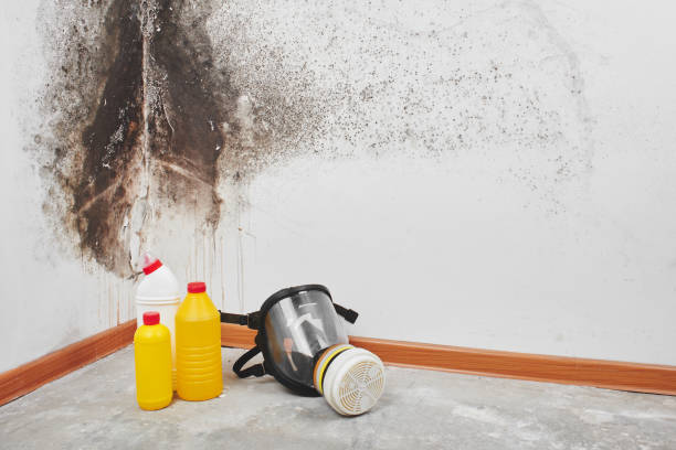 Best Mold Remediation  in Blue Hills, CT