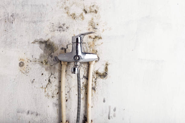 Office Mold Removal Services in Blue Hills, CT
