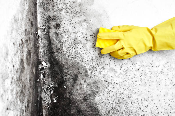 Best Mold Removal Near Me  in Blue Hills, CT
