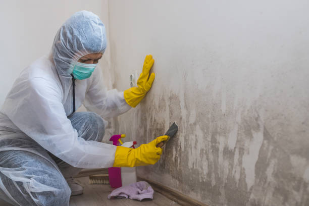 Best Professional Mold Removal  in Blue Hills, CT
