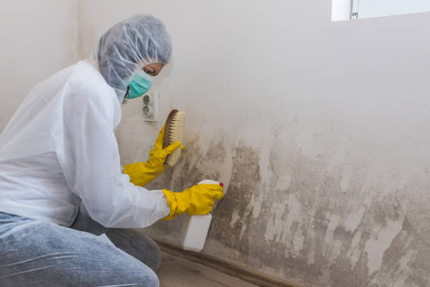 Best Local Mold Removal Service  in Blue Hills, CT