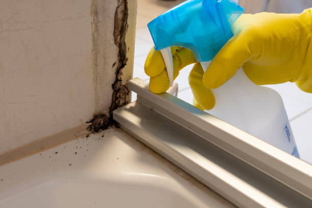 Best Certified Mold Removal  in Blue Hills, CT