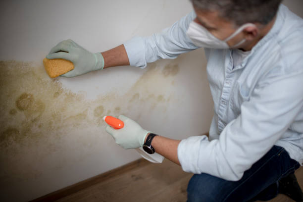 Best Toxic Mold Removal  in Blue Hills, CT