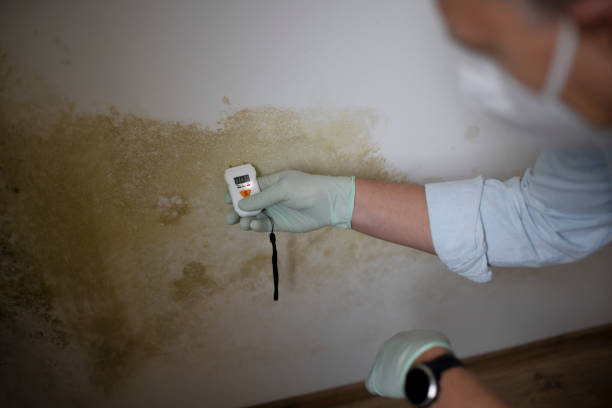Best Mold Damage Repair  in Blue Hills, CT
