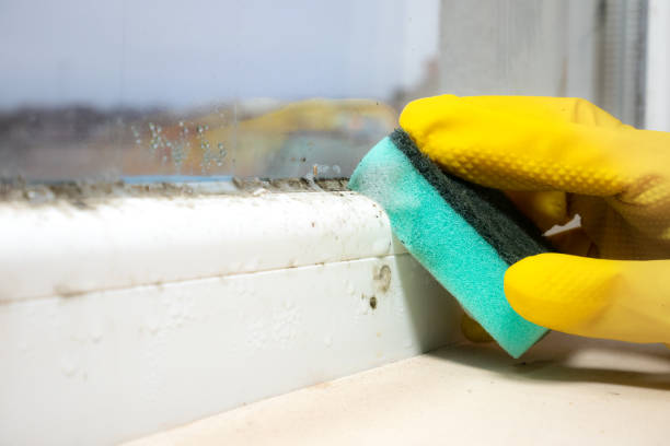 Best Attic Mold Removal  in Blue Hills, CT