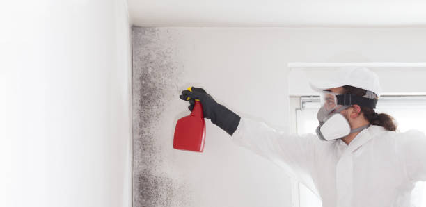 Best Commercial Mold Removal  in Blue Hills, CT