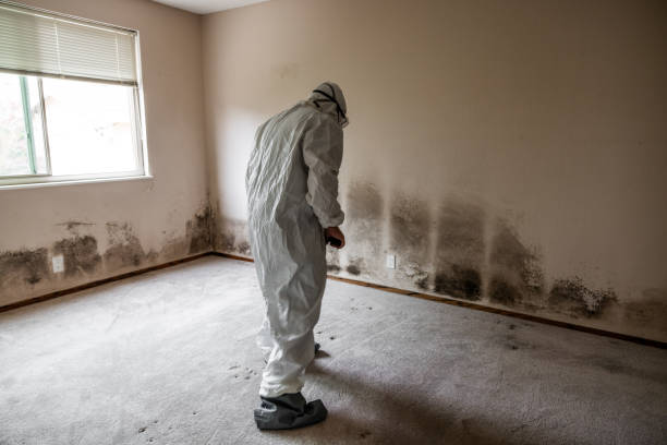 Best Emergency Mold Removal  in Blue Hills, CT