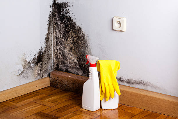 Best Mold Removal Company Near Me  in Blue Hills, CT