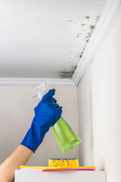Best Crawl Space Mold Removal  in Blue Hills, CT