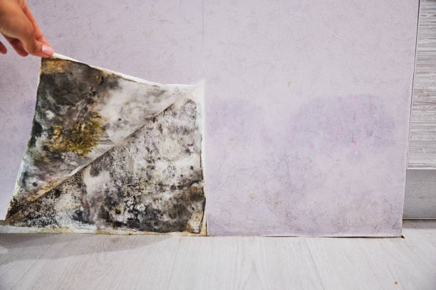 Best Water Damage Restoration  in Blue Hills, CT